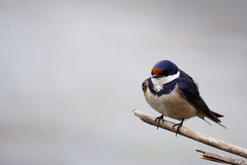 white-throated-swallow-1221890_1280.jpg